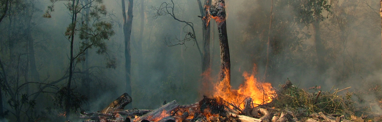 forest fire caused by climate change